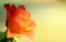 Rose image wallpaper - Roses