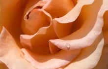 Orange rose petals wallpaper - Roses