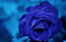 Blue rose wallpaper - Roses