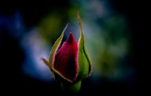 Rose bud wallpaper - Roses