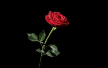 Rose desktop wallpaper - Roses