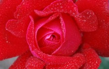 Dew on a red rose wallpaper - Roses