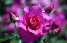 Pink rose - Roses