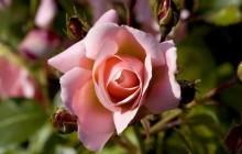 Pink rose buds wallpaper - Roses