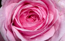 Dew pink rose - Roses