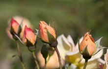 Rose buds wallpaper - Roses