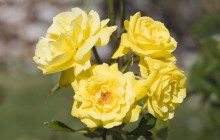 Yellow rose bush wallpaper - Roses