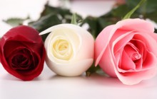 Red pink and white roses - Roses