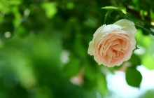 Tender rose wallpaper - Roses
