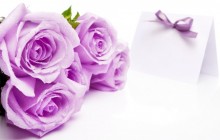 Violet roses wallpaper - Roses