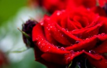 Red rose flower hd - Roses
