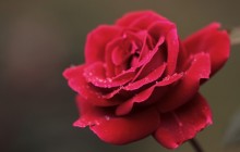 One rose flower - Roses