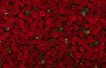 Many roses wallpaper - Roses