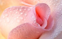 Light pink rose wallpaper - Roses