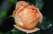 Peach rose wallpaper - Roses