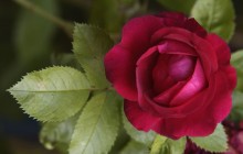 Rose wallpaper download - Roses