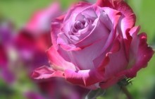 Original rose flower - Roses
