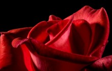 Red rose real - Roses