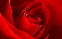 Red rose pic - Roses