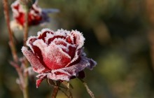 Frozen roses flower wallpaper