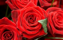 Rose flowers wallpapers - Roses
