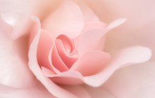 Ligh pink rose macro wallpaper - Roses