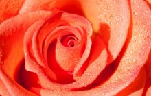 Rose flower background - Roses