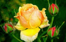 Yellow rose flower - Roses