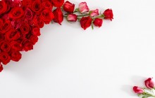 Red roses and white background - Roses