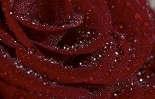 Full red rose - Roses