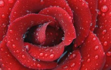Delicate Dewy Rose wallpaper - Roses