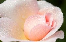 A Delicate Rose wallpaper - Roses