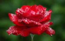 Rose flower - Roses