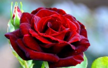 Best rose wallpaper - Roses
