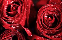 Dark red roses - Roses