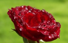 Wet rose wallpaper
