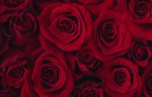 Red rose wallpaper - Roses