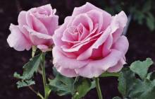 Rose flowers - Roses