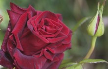 Dark red rose wallpaper - Roses