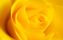 Yellow rose flower wallpaper - Roses