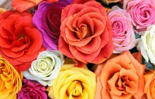 More rose flowers - Roses