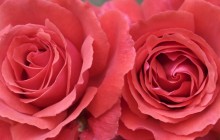 Two red roses wallpaper - Roses