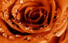 High quality rose wallpaper - Roses