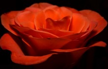Orange rose wallpaper - Roses