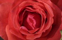 Light red rose petals wallpaper - Roses