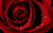Pick of red rose - Roses