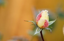 Beautiful frozen rose - Roses