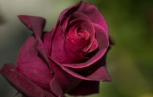 Natural rose flower - Roses