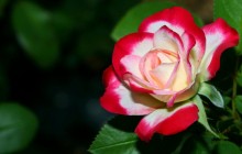 Red white rose - Roses