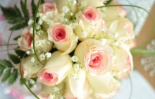 Pink and white roses - Roses